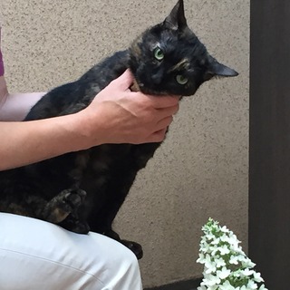 image.jpg